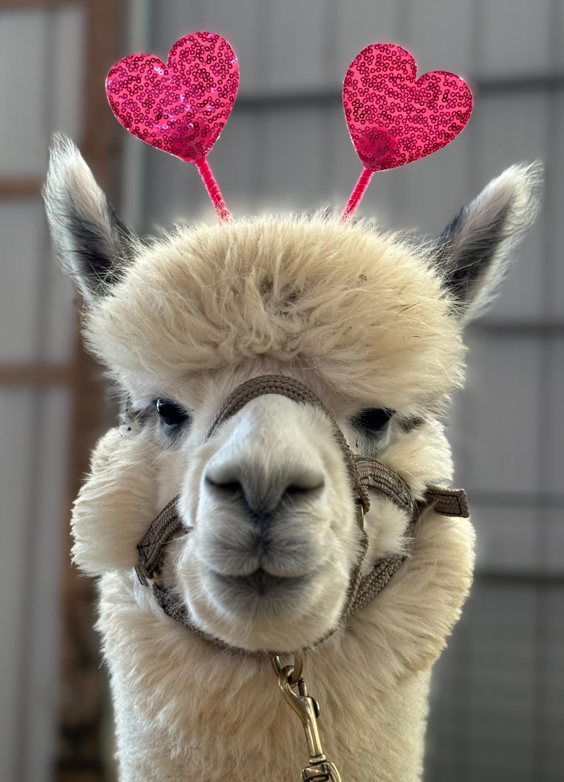 Valentines Alpaca Meet, Treat & Sweets in Finksburg: Hands-On Farm Visit photo 2