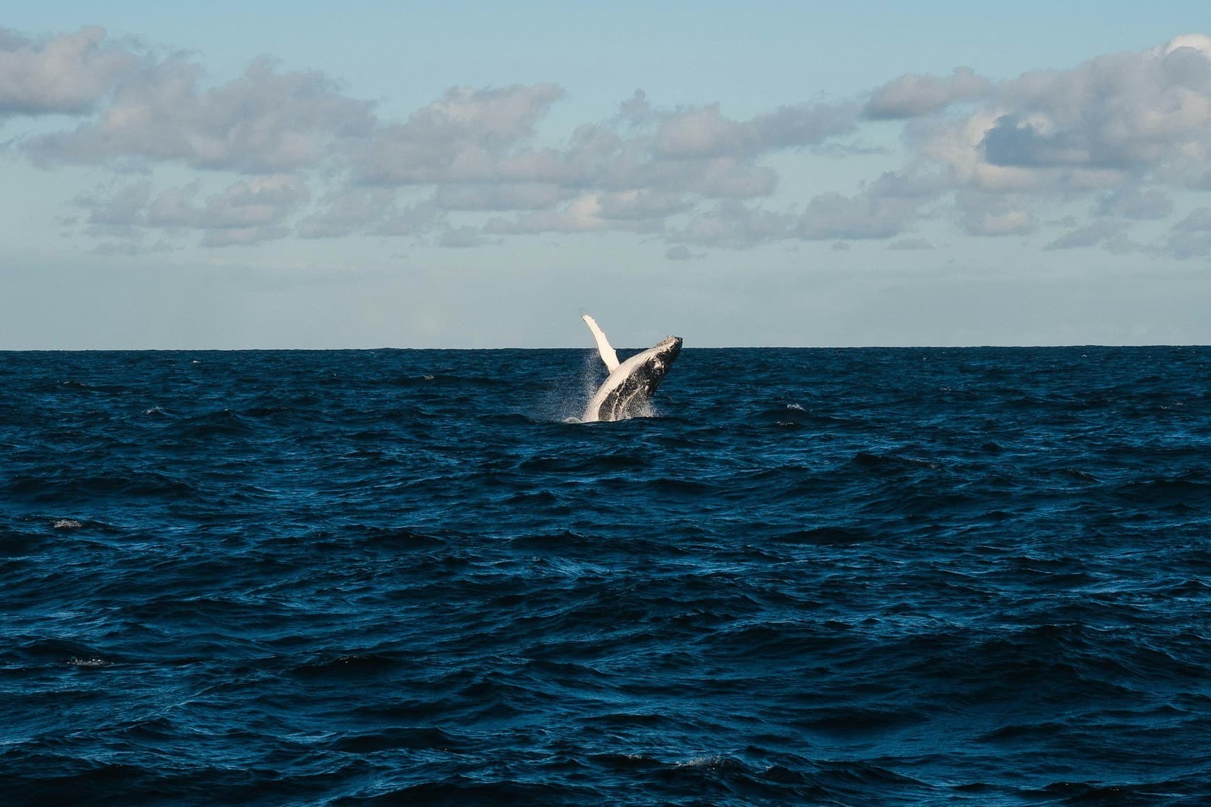 Private Whale Watch: Small-Group Whale Watching from Quincy, Massachusetts