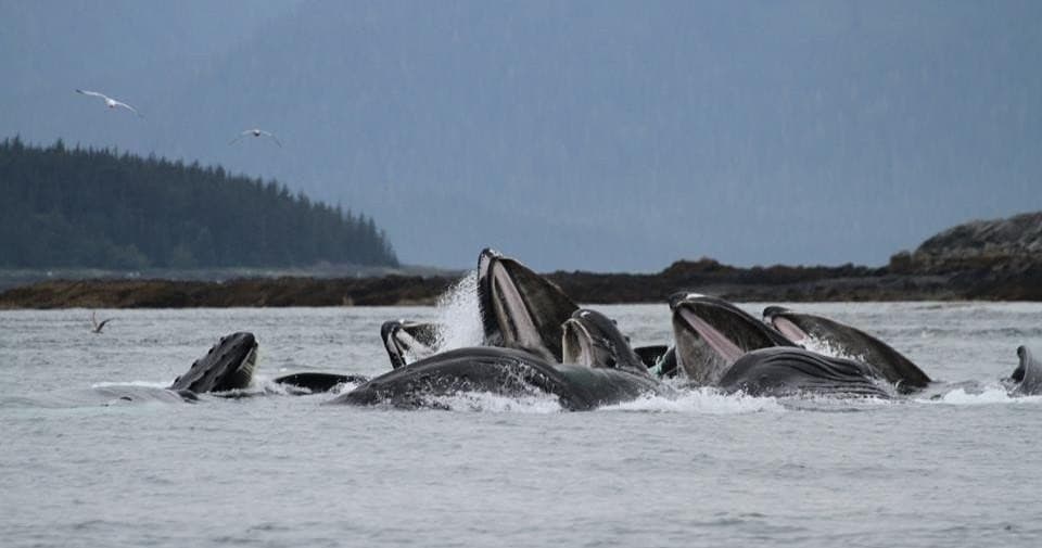 Exclusive Whale Watching Tour in Juneau, Alaska