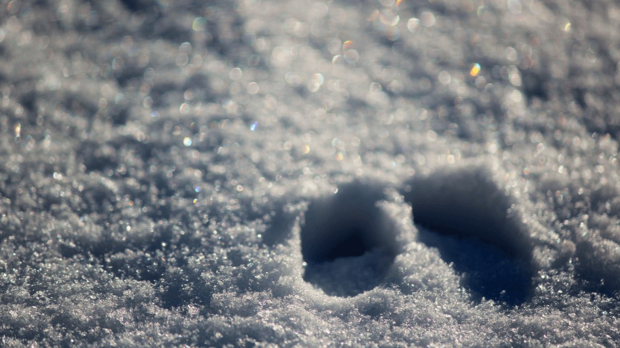 Winter Wildlife Tracking in Beebe Woods: Family-Friendly Track Walk Near Falmouth