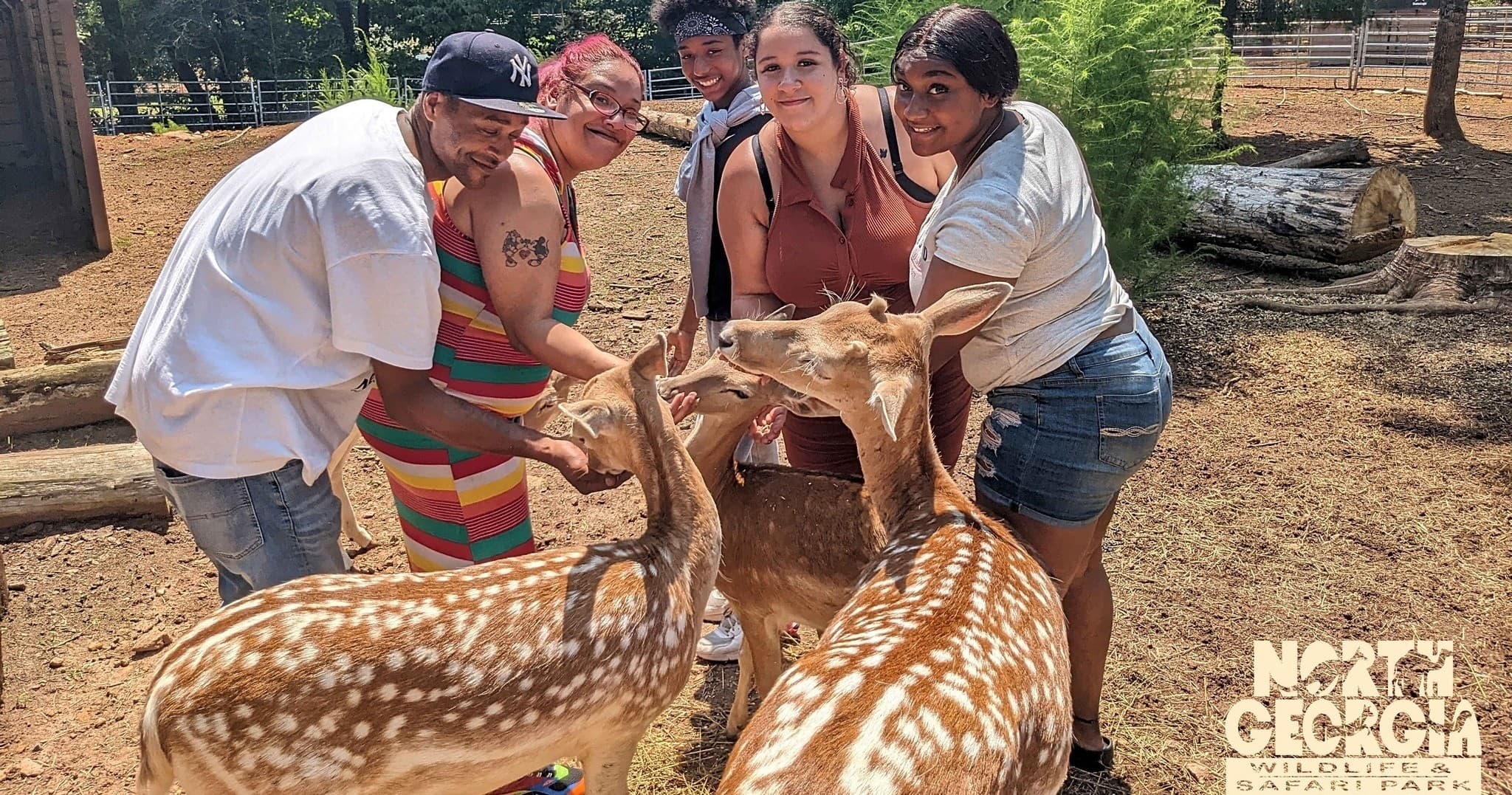 Visitors petting friendly capybara at outdoor enclosure in Georgia