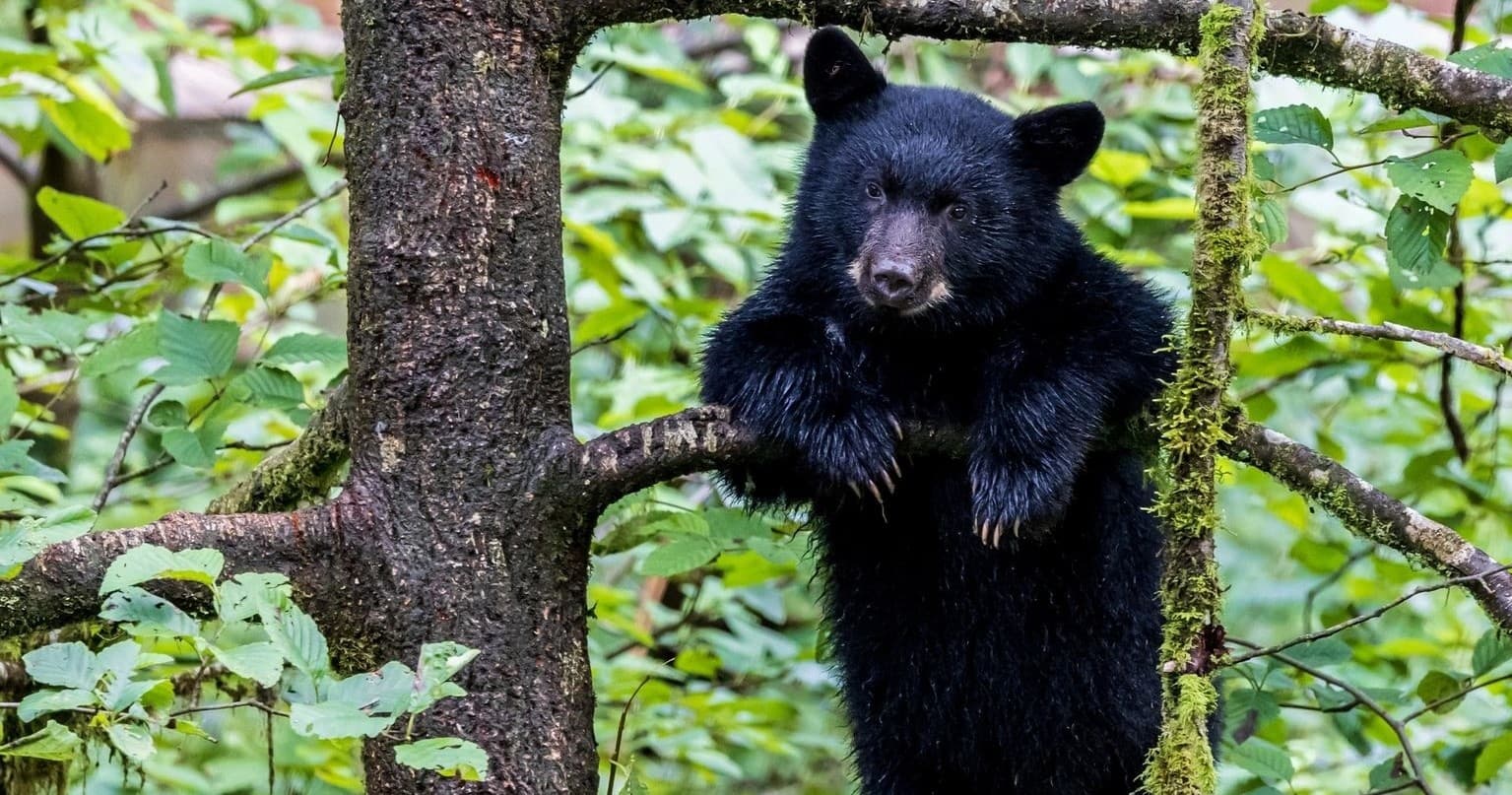 Black bear cub climbing tree in lush Alaskan rainforest
