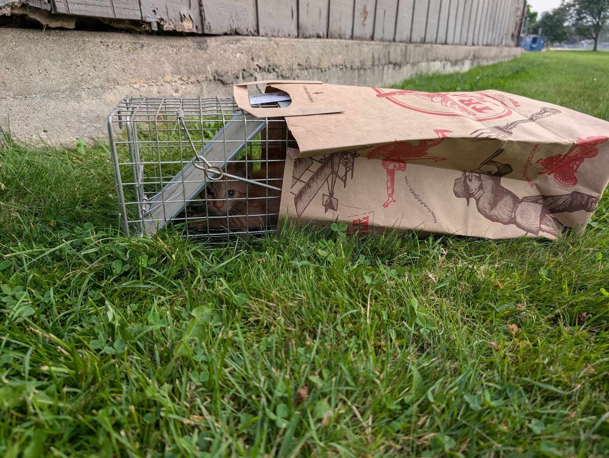 Hands-On TNR Workshop at Kzoo Cat Cafe and Rescue in Kalamazoo