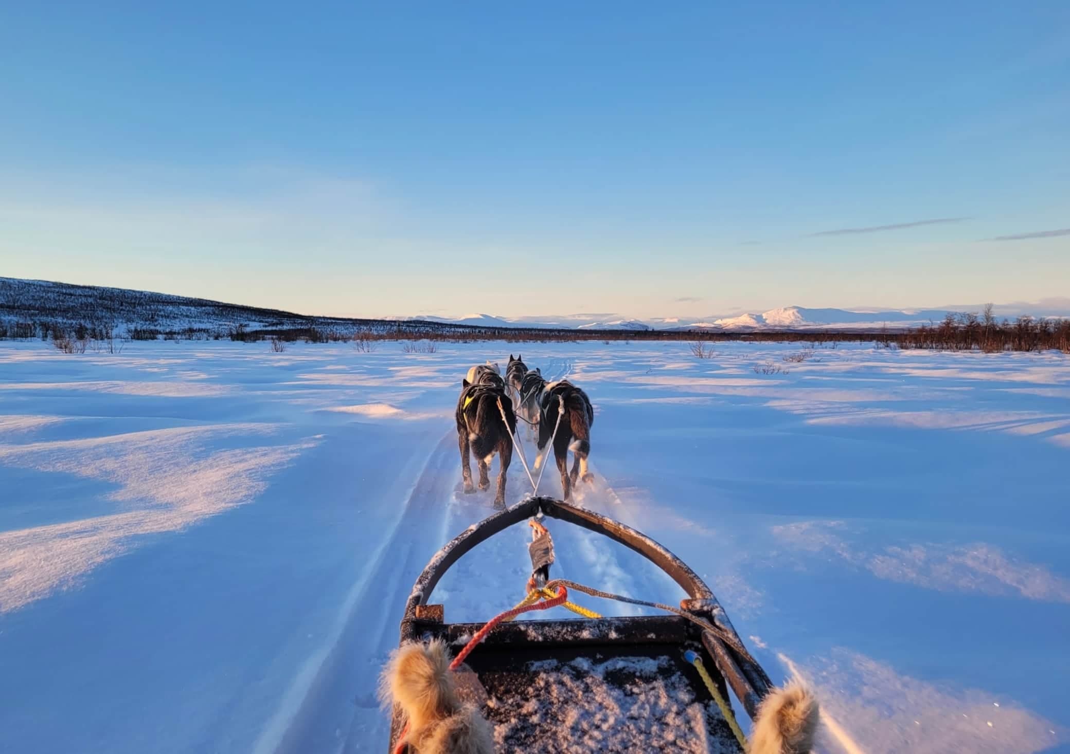 Drive Your Own Dog Team in Lapland’s Untouched Wilderness: The Ultimate Lunch Tour Experience