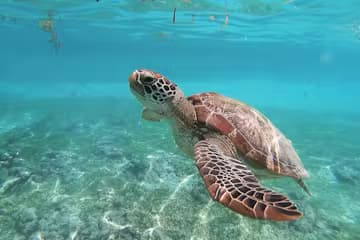 Oahu Ultimate Circle Island Snorkel Tour in Honolulu