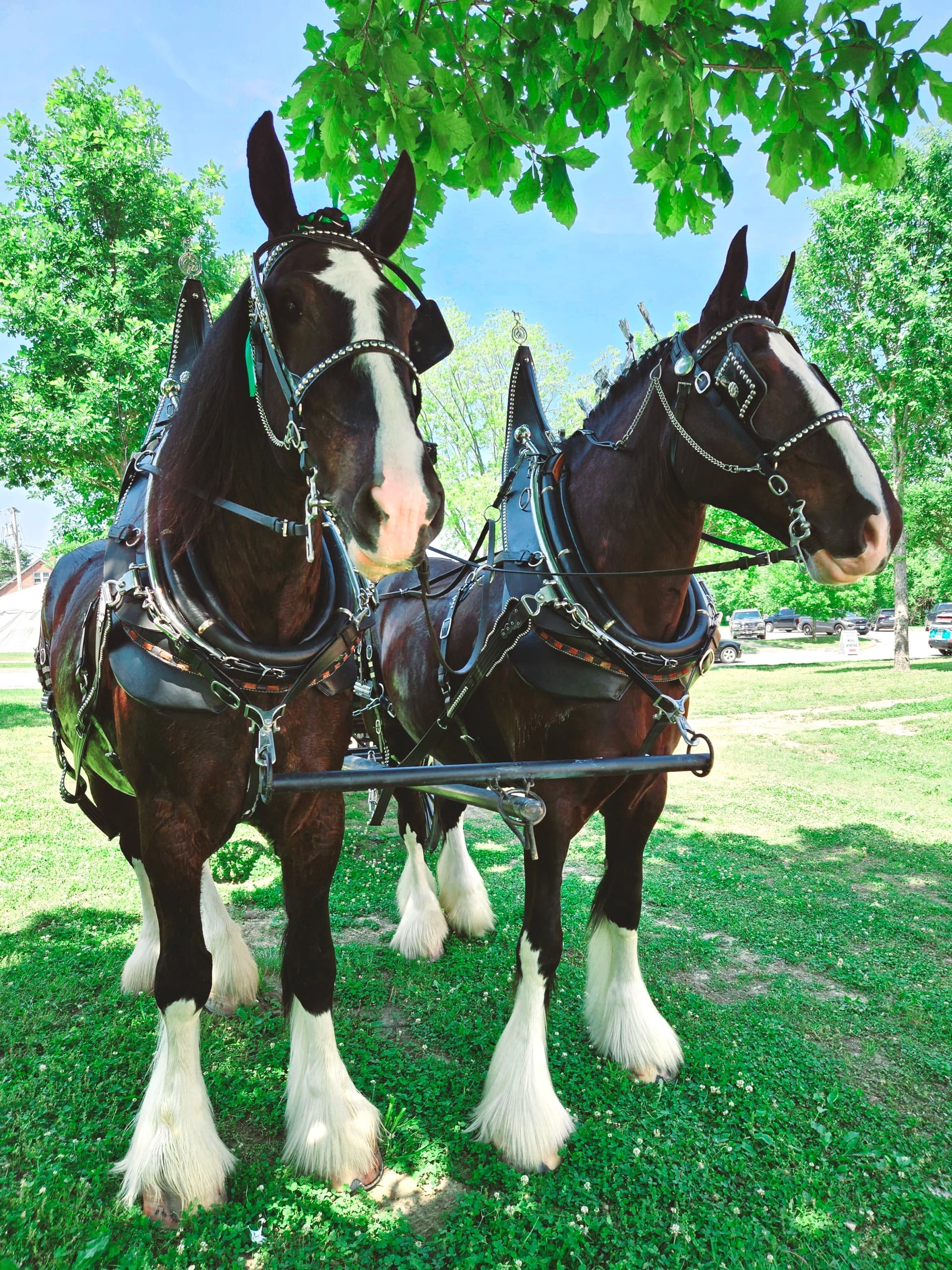 Pair of bridled Clydesdale horses posed under shade