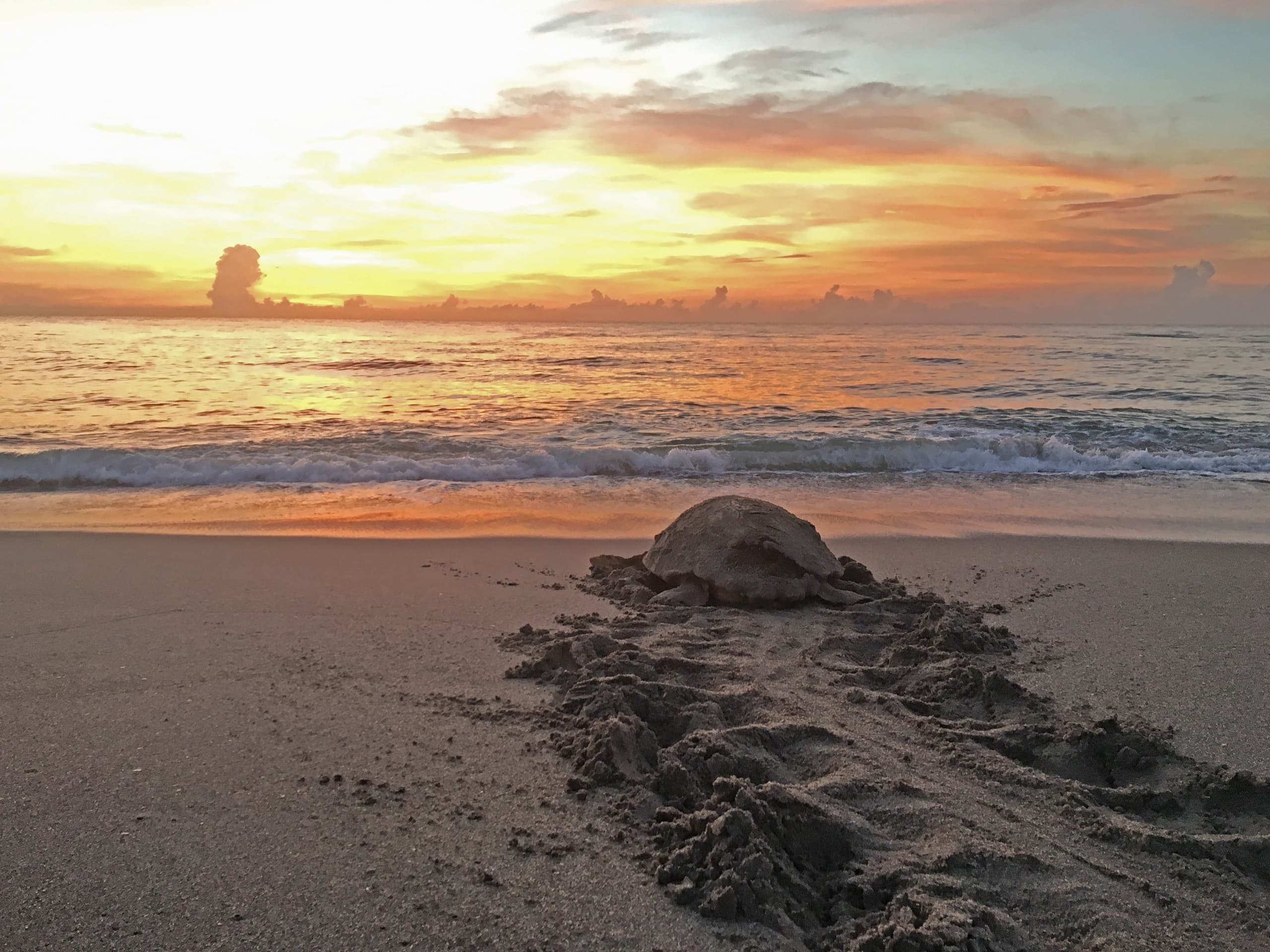 Guided Turtle Walk at Juno Beach, Florida