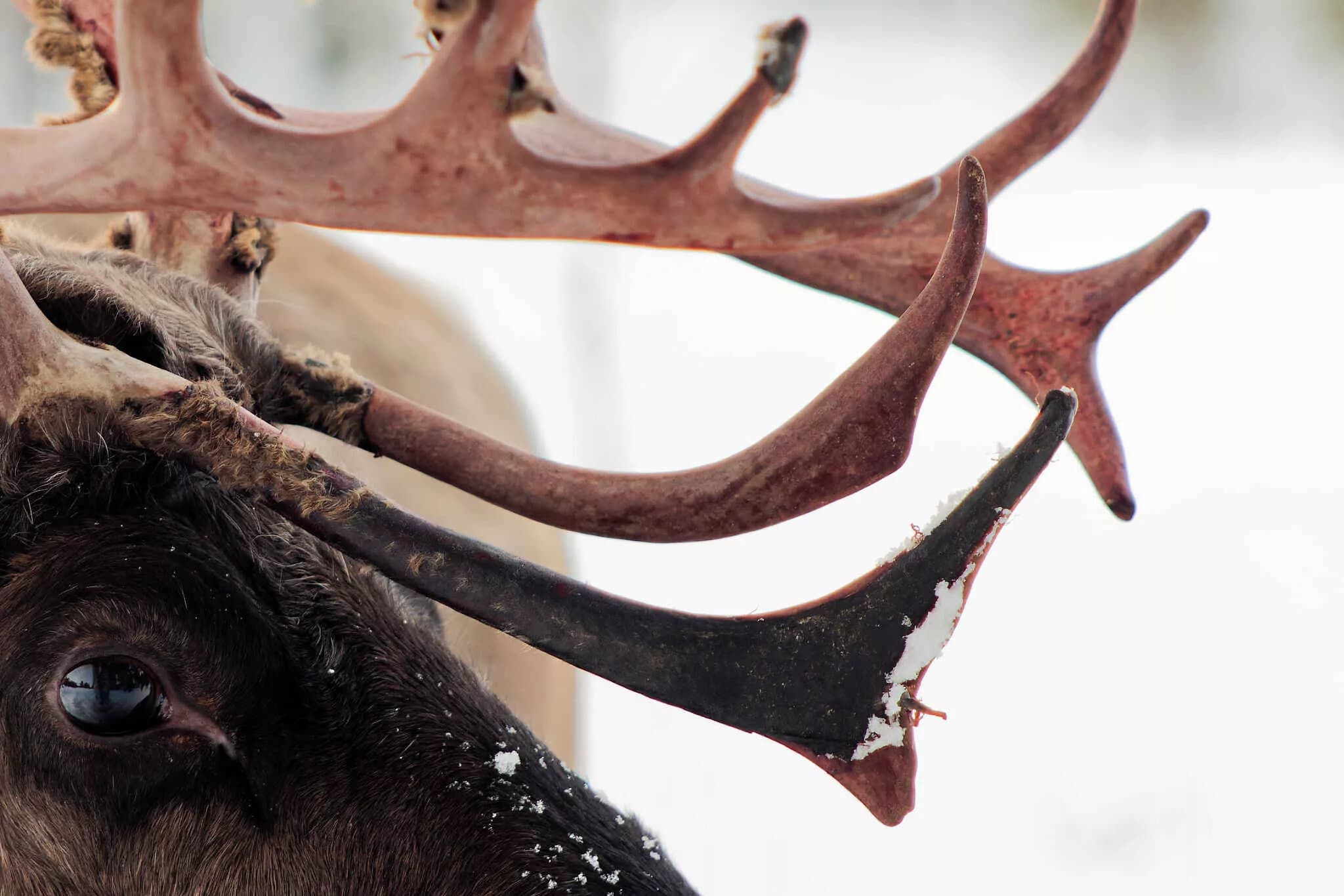 Feed Reindeer at Skabram: Sámi Culture & Arctic Forest Experience in Jokkmokk