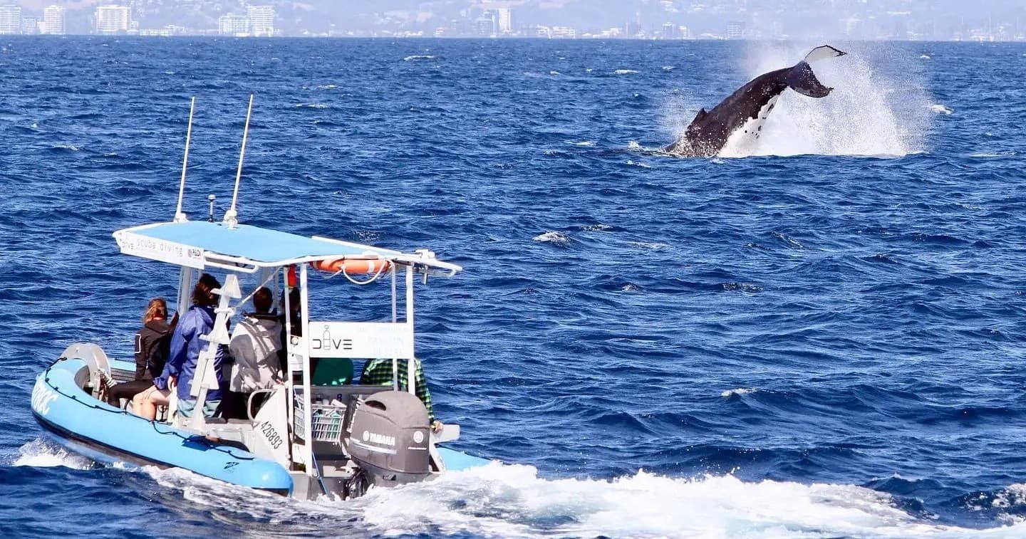Wildlife & Water Activities: Gold Coast Whale Adventures by Swim With Whales