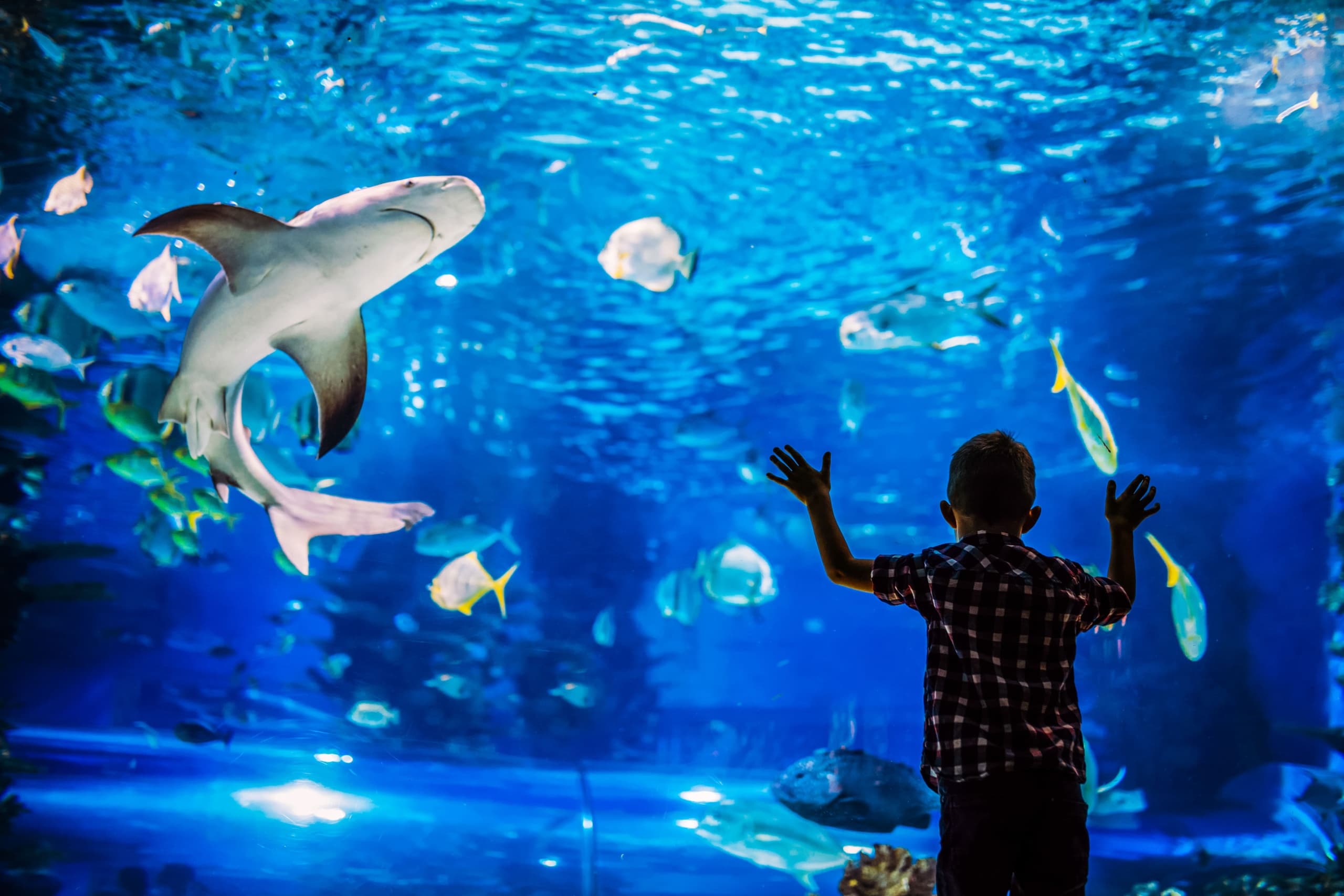 Marine Adventure & City Tour at Acuario Mazatlán