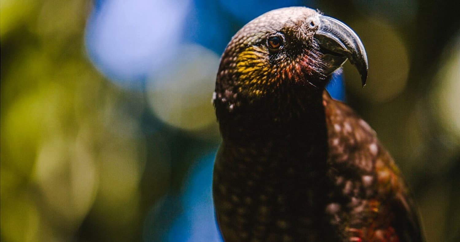 Wildlife & Film Set Adventure with Zest Tours in New Zealand