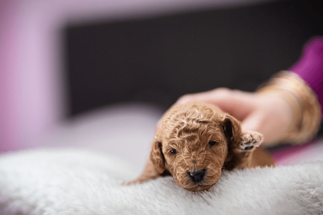 Dog Boarding in Durham with Poppy's Perfect Pups
