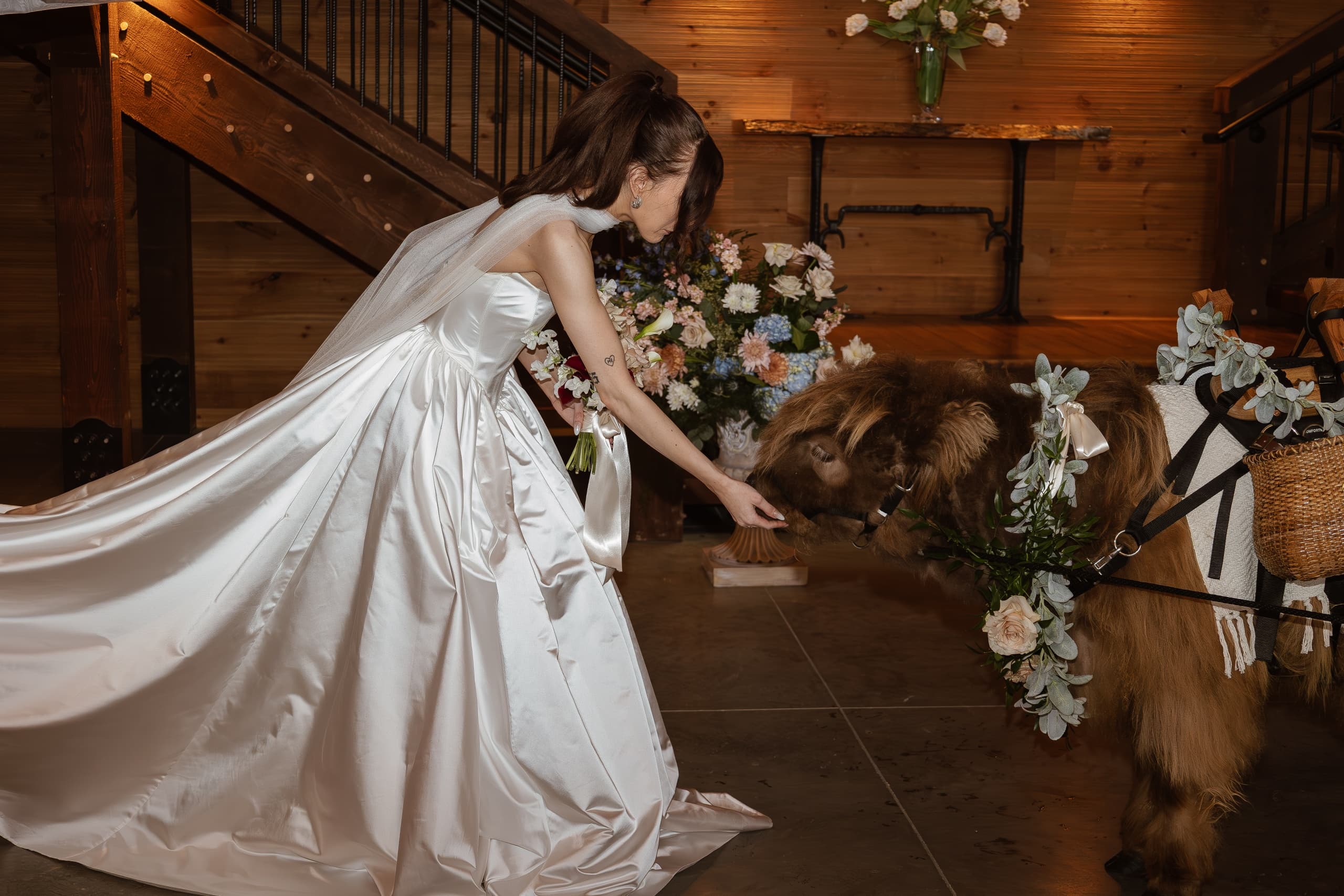 Bring a Beer Steer or Alpacas to Your Kent Wedding: Micro Mini Cow Event Entertainment