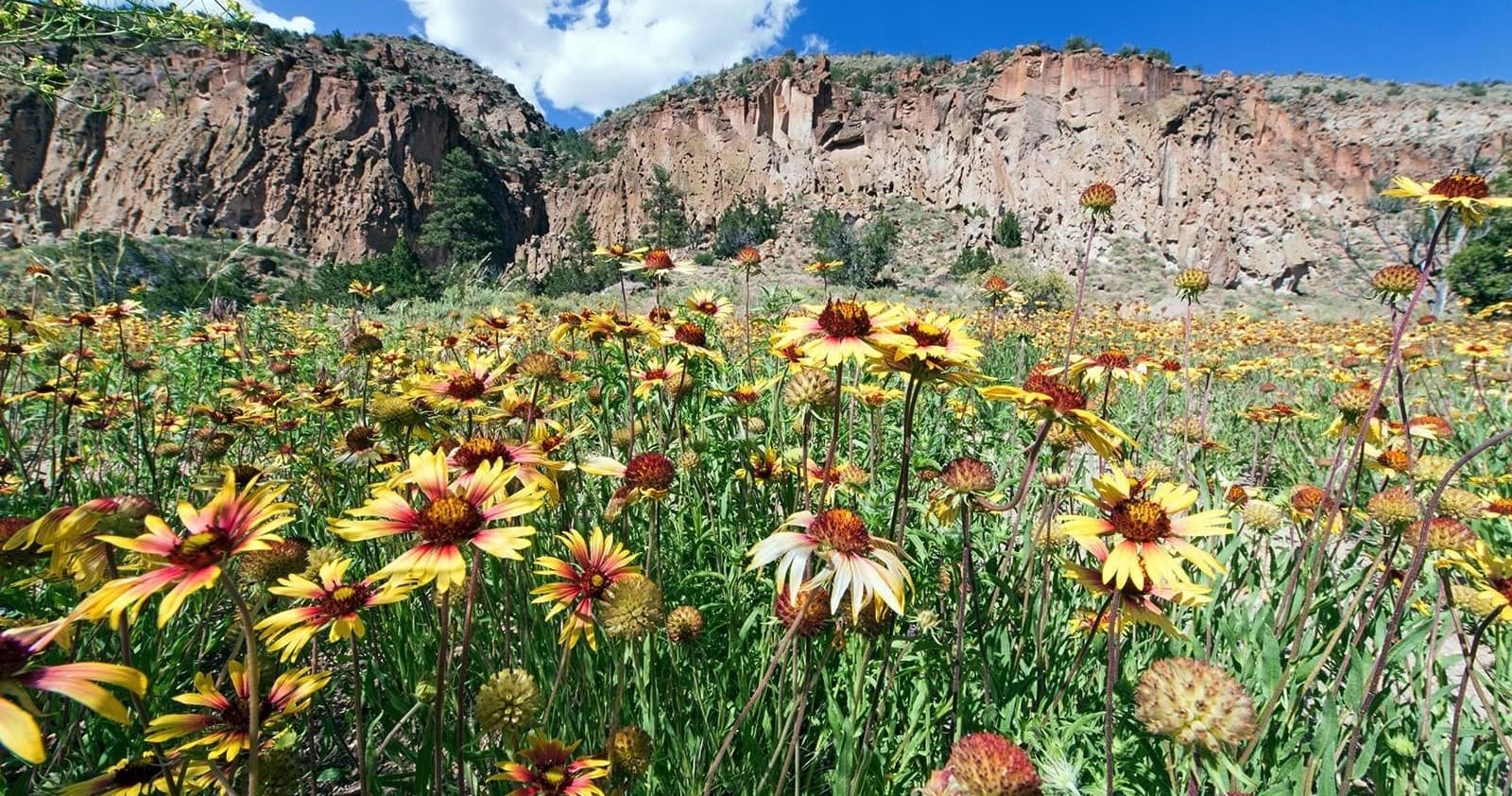 Colorful wildflower field with rugged mountain backdrop