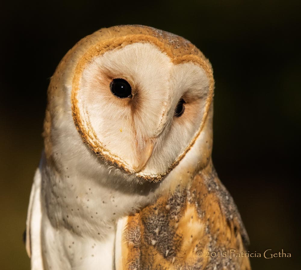 Owl Encounter Falconry Experience in Columbus, Ohio