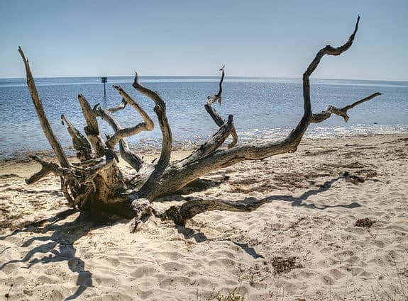 Driftwood on sandy ocean beach with clear blue sky