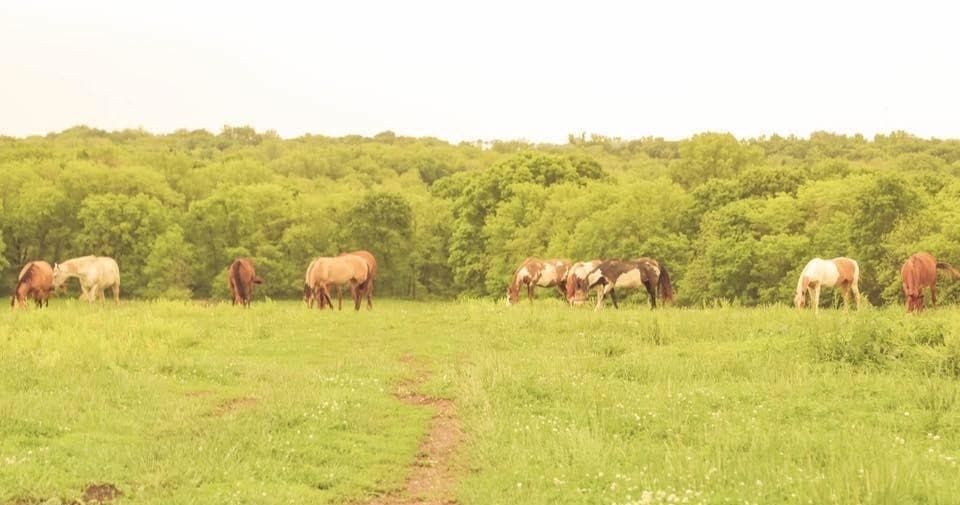 Grazing herd of horses on green meadow with tree-lined horizon