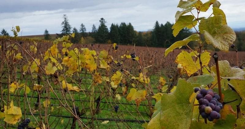 Vineyard rows with ripe grapes in autumn, scenic winery landscape