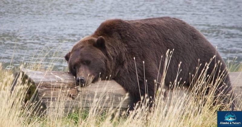 Wildlife Conservatory Tour from Anchorage, Alaska