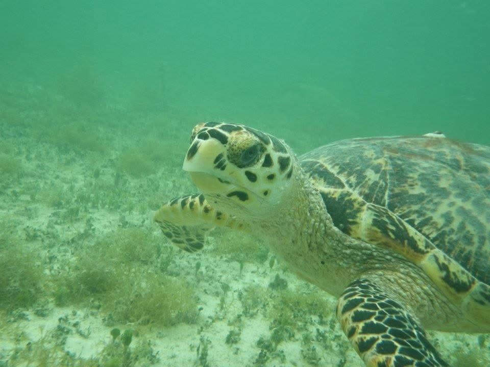 Private Sailing Cruise: 3-Hour Key West Charter Aboard Leona photo 4