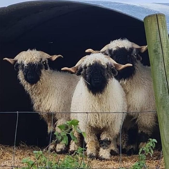 Small Holder Sheep Keeping Course near Dover — City & Guilds Sheep Husbandry Training photo 3