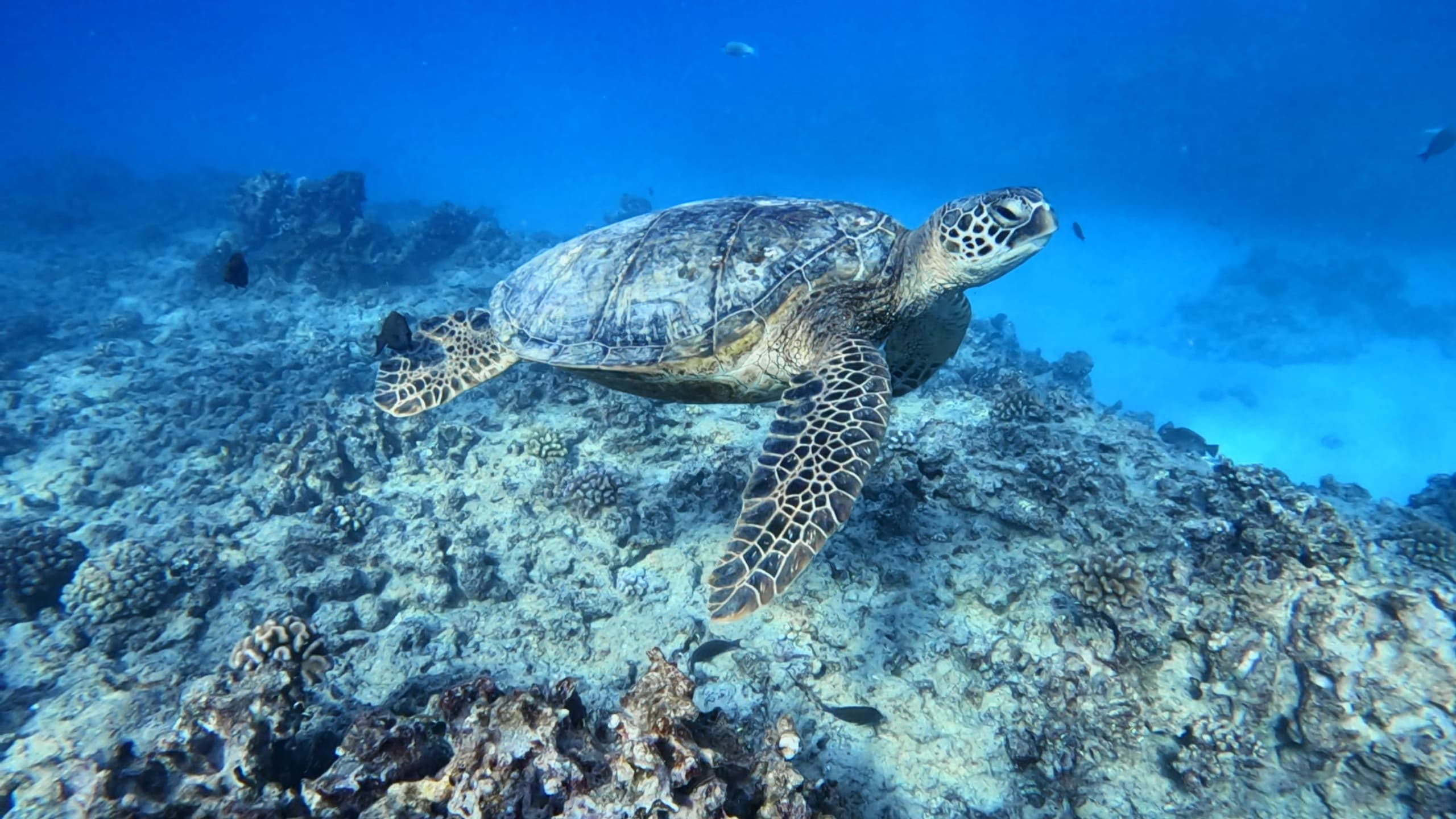 Sea turtle resting on coral reef in shallow tropical blue waters