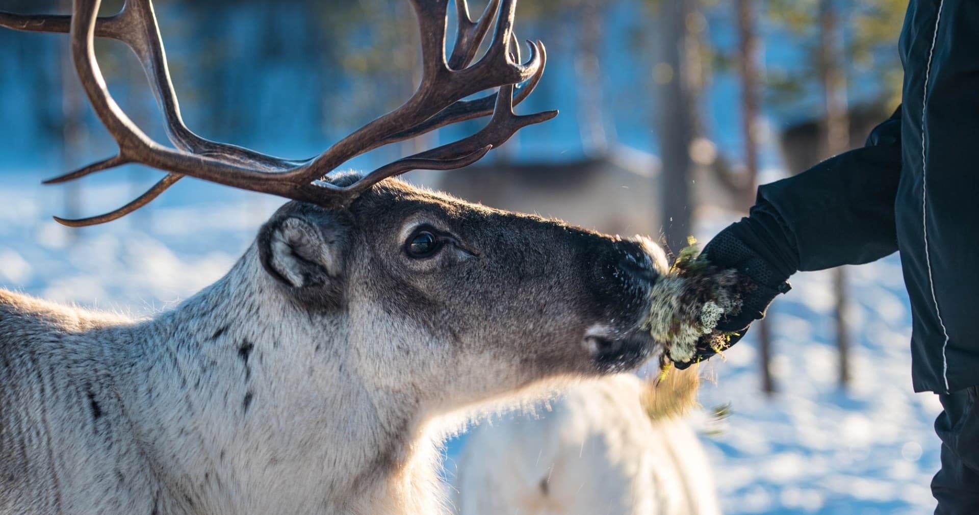 Up Close with Reindeer in Inari: Authentic Lapland Teepee Experience