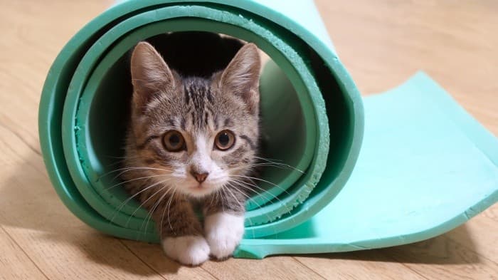 Sunday Funday Cat Yoga in Fishers: Stretch, Breathe, Meet Adoptable Cats