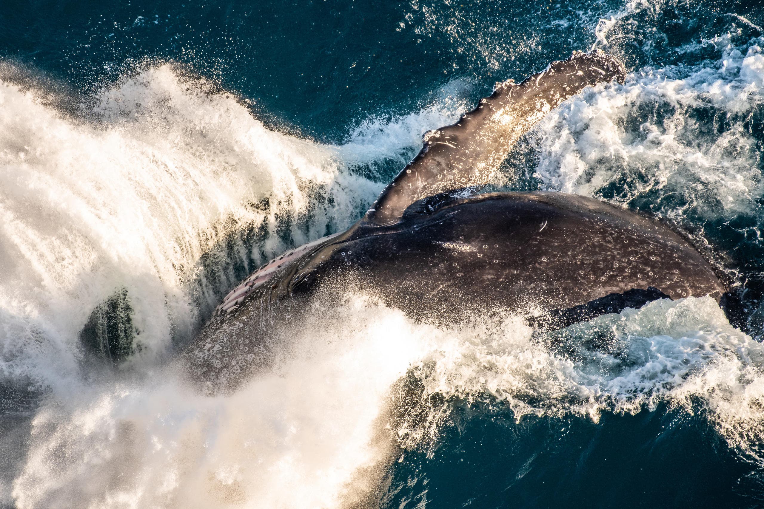 Marine Wildlife & Whale Watching with Coral Coast Helicopter Services