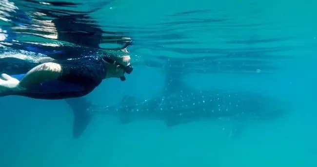 Swim with Whale Sharks in La Paz: Shared Whale Shark Adventure