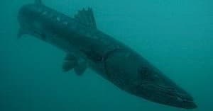 Large barracuda swimming over deep reef during underwater sighting