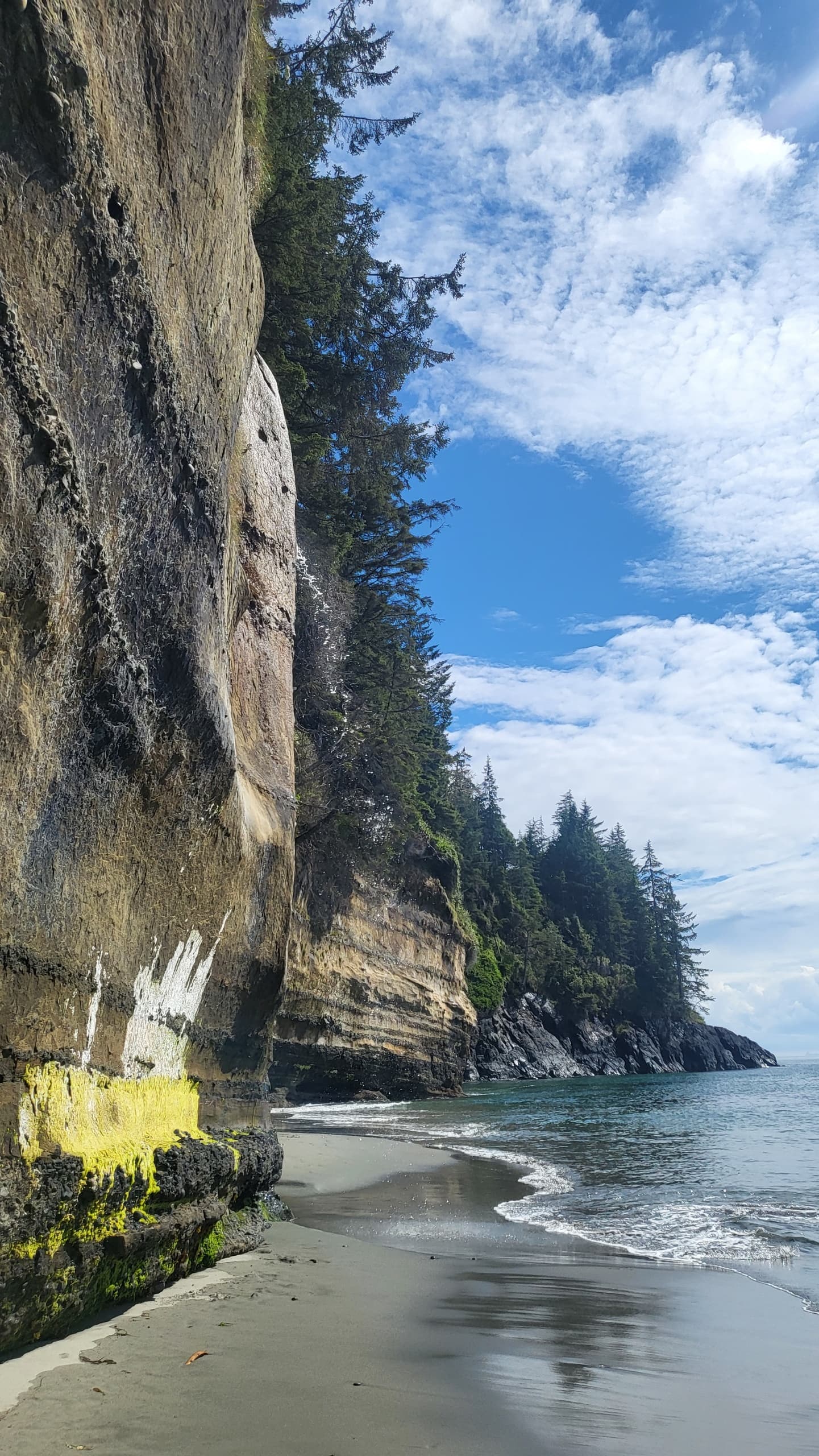 West Coast Big Tree Adventure