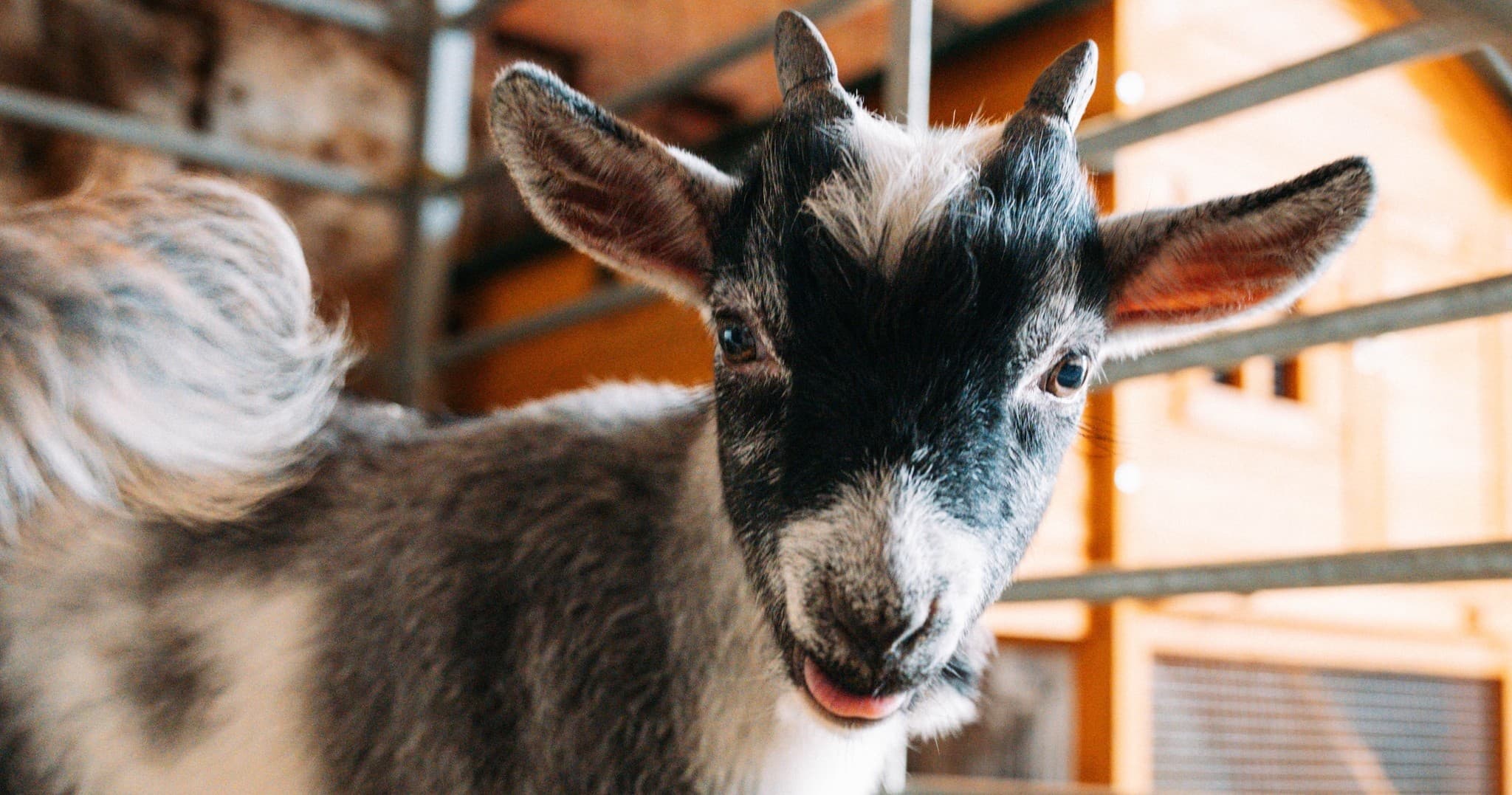 Pygmy Goat Playtime: Interactive Farm Fun in Broseley, England