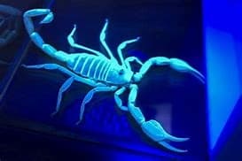 Wildlife & Nature Adventure at Blue Town Heritage Centre