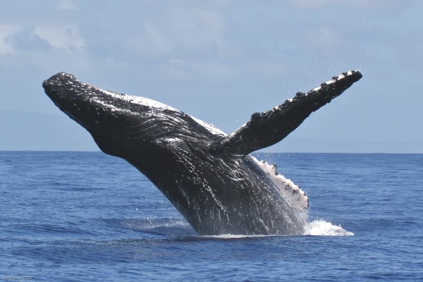 Humpback Whale Watching with Torpedo Tours in Kailua-Kona