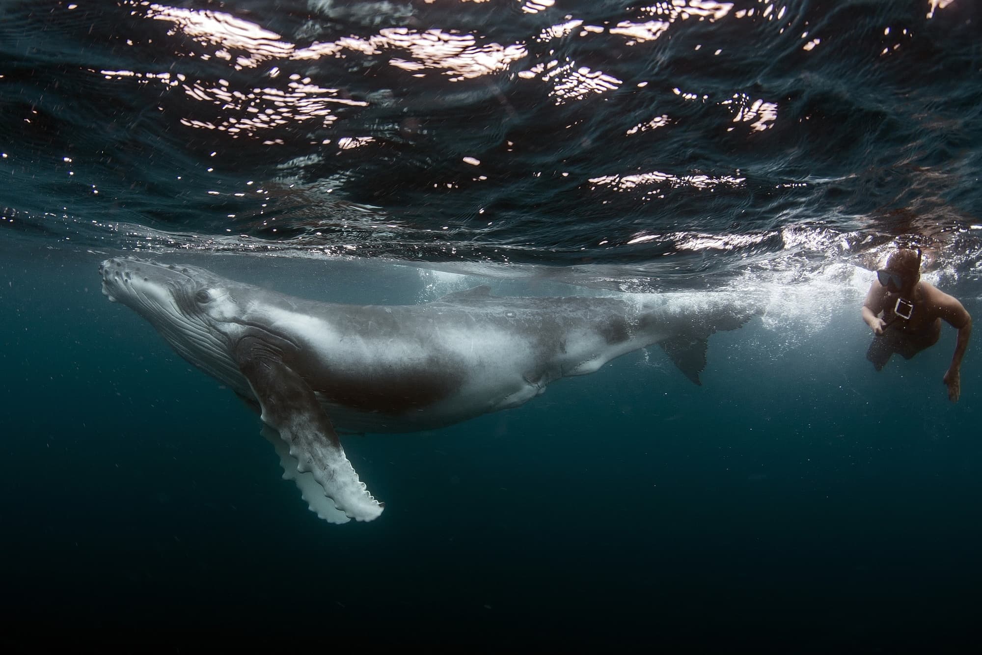 Private Refresher Dive Adventure with Snorkel and Dive Hawaii in Honolulu