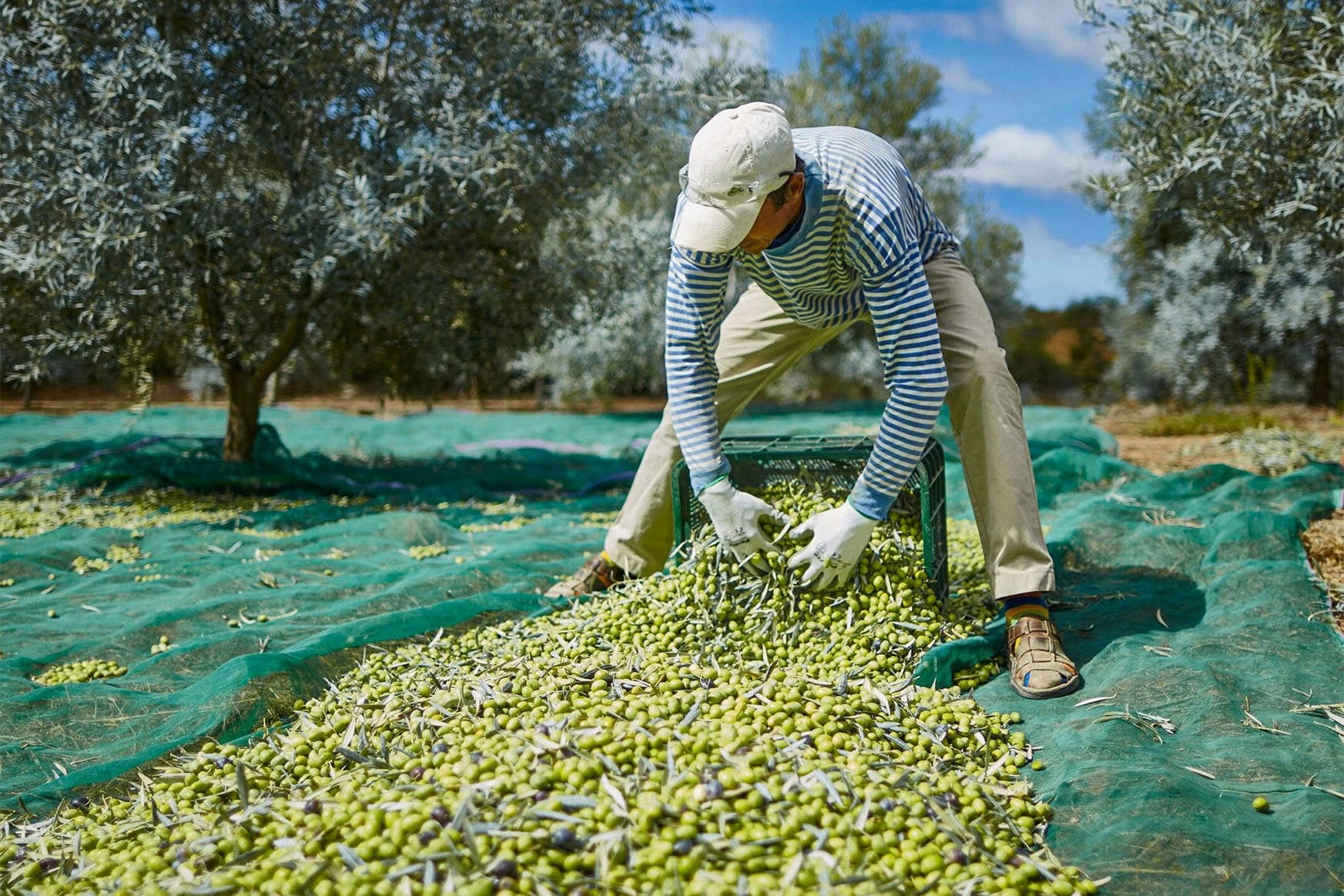 Olive harvester gathering olives on net under orchard trees