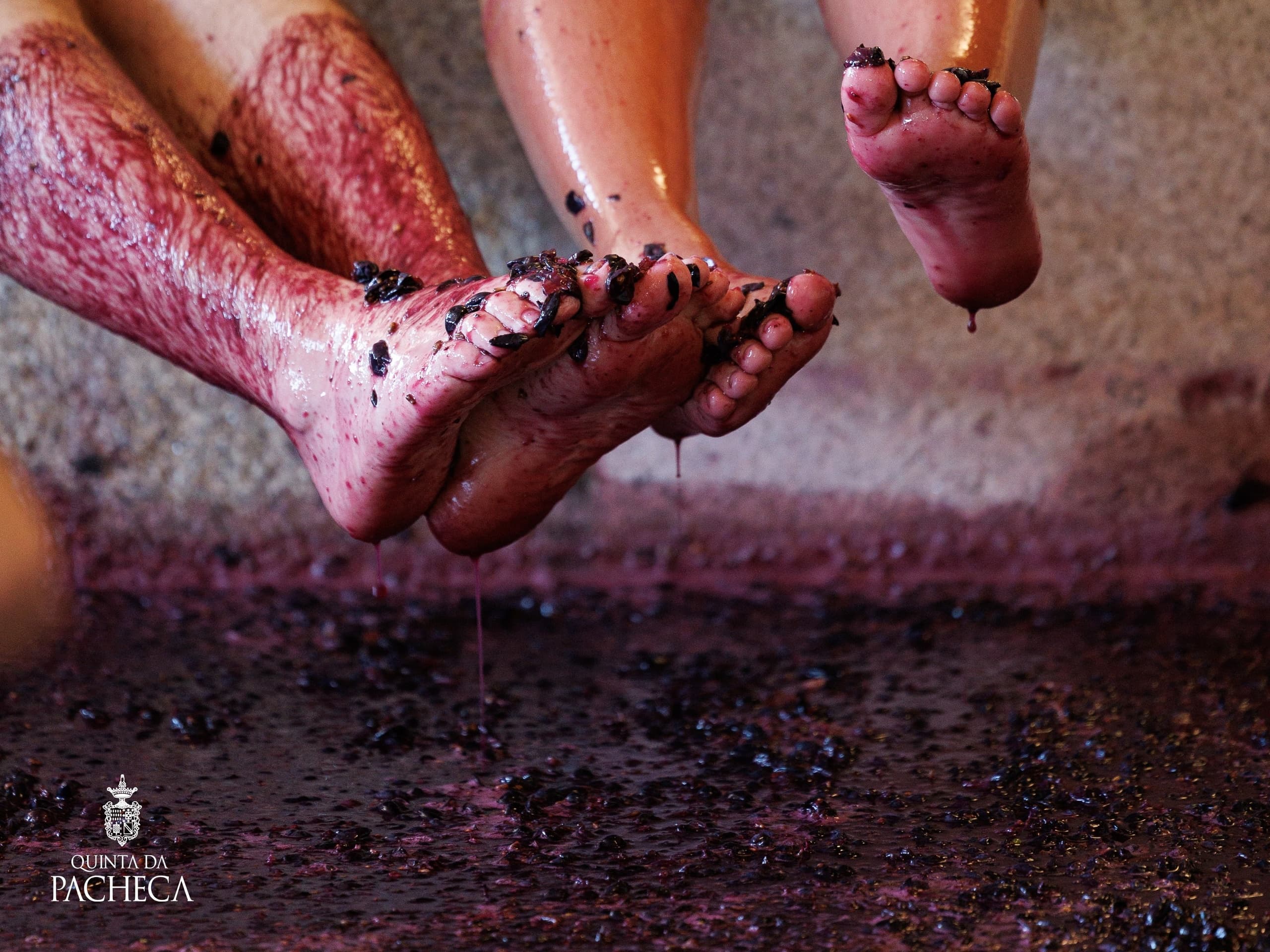 Wine & Grape Stomping at Quinta da Pacheca: Portugal's Classic Experience