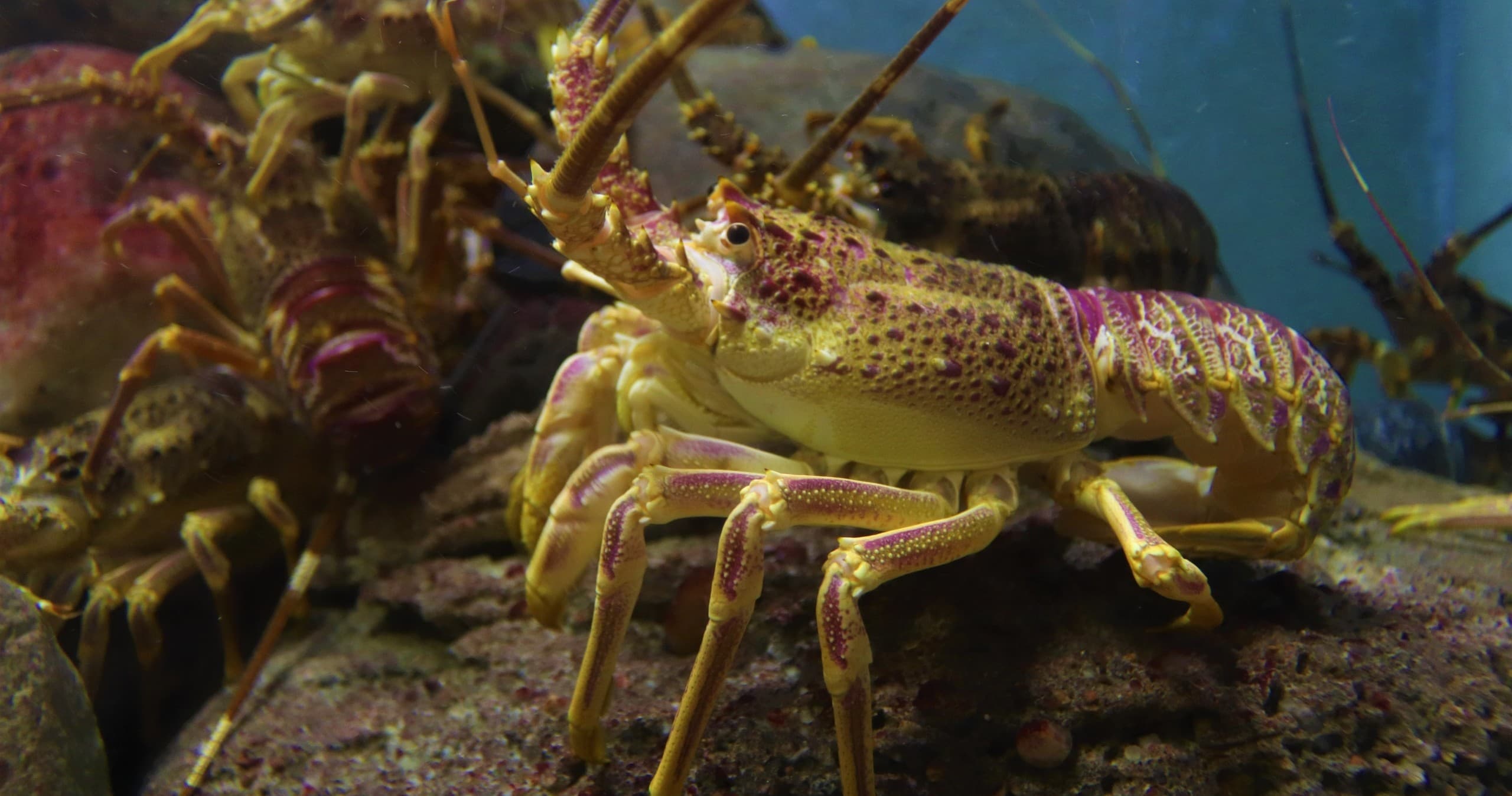 Lobster Charter with Lower Keys Offshore Adventures LLC in Little Torch Key