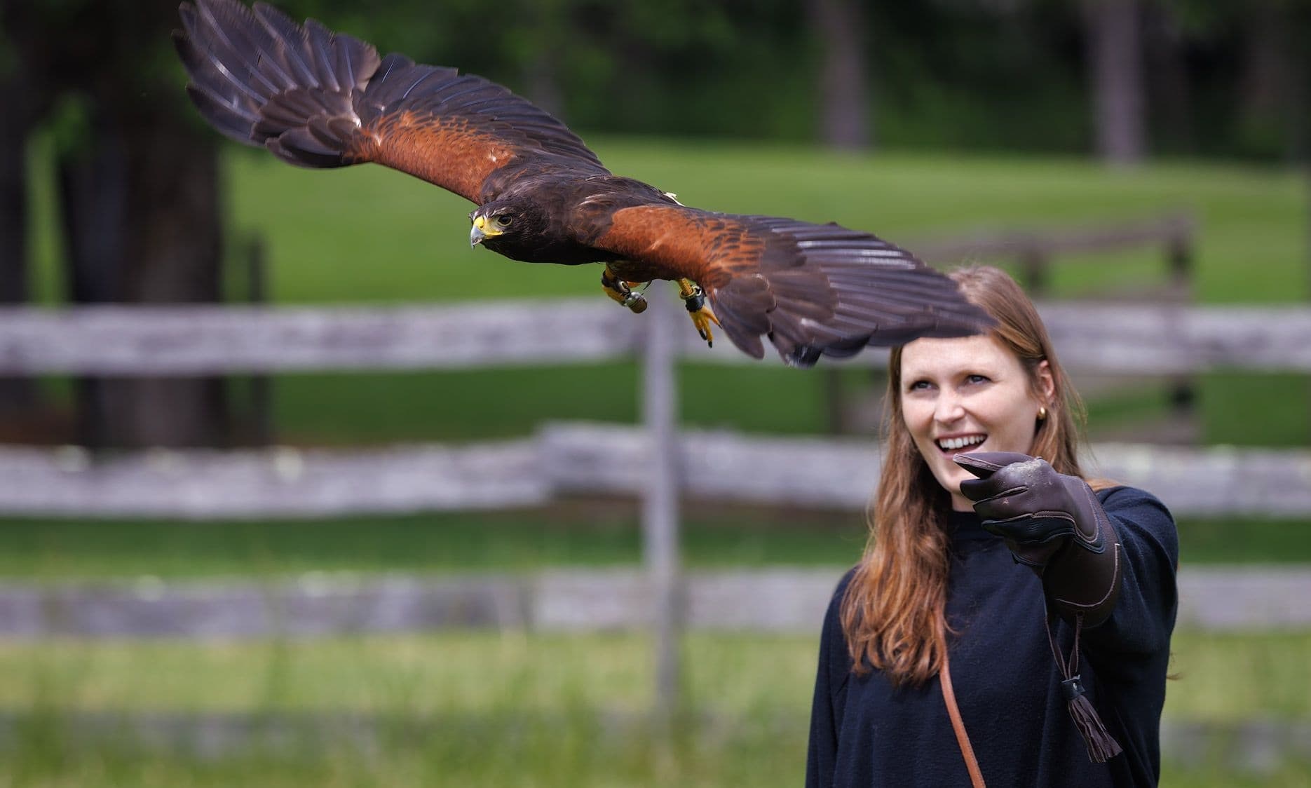Fly a Hawk: Introductory Falconry Session in Flemington, NJ