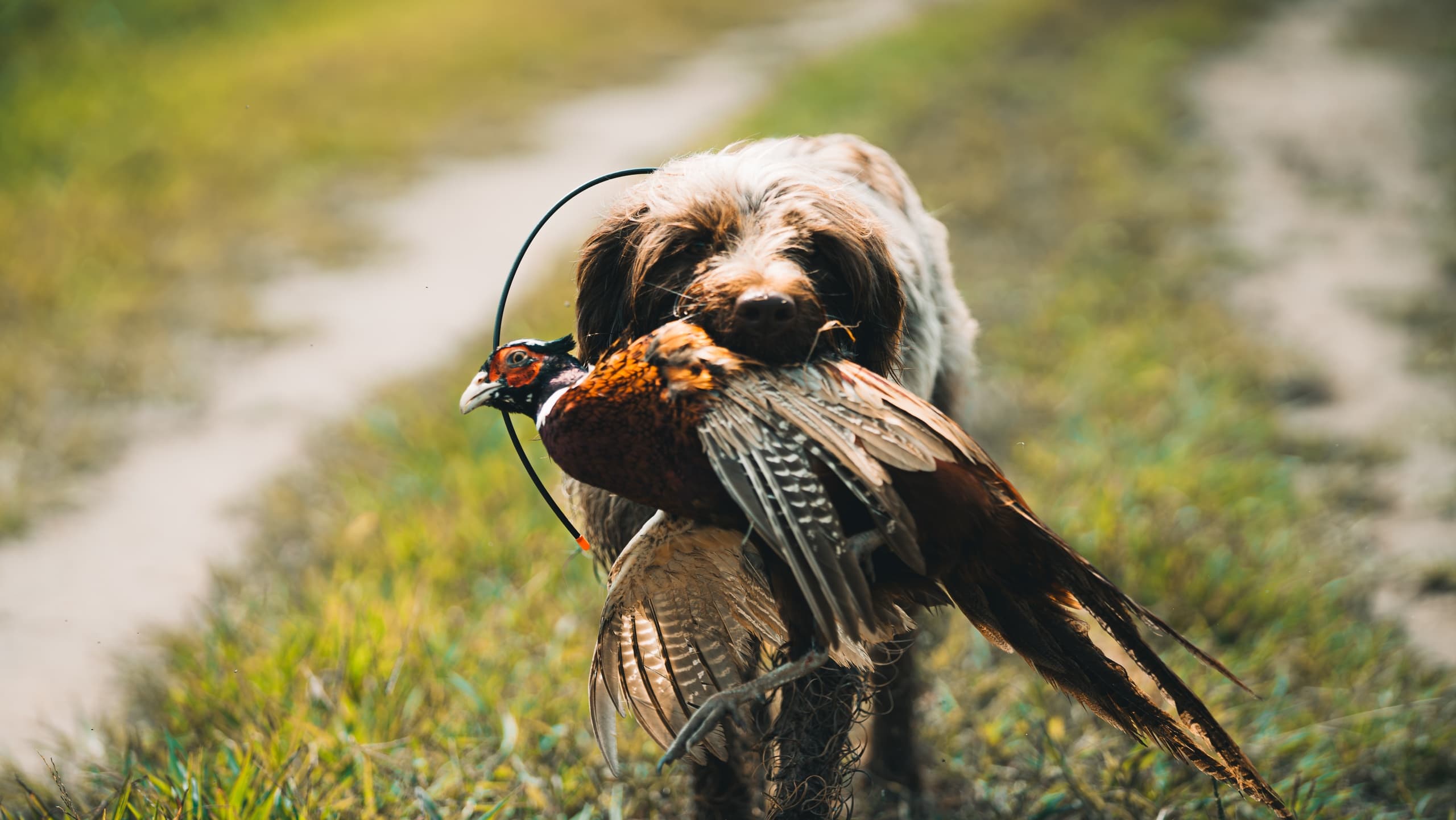 Full-Day Upland Bird Hunting with Birddogs near Jefferson City, TN