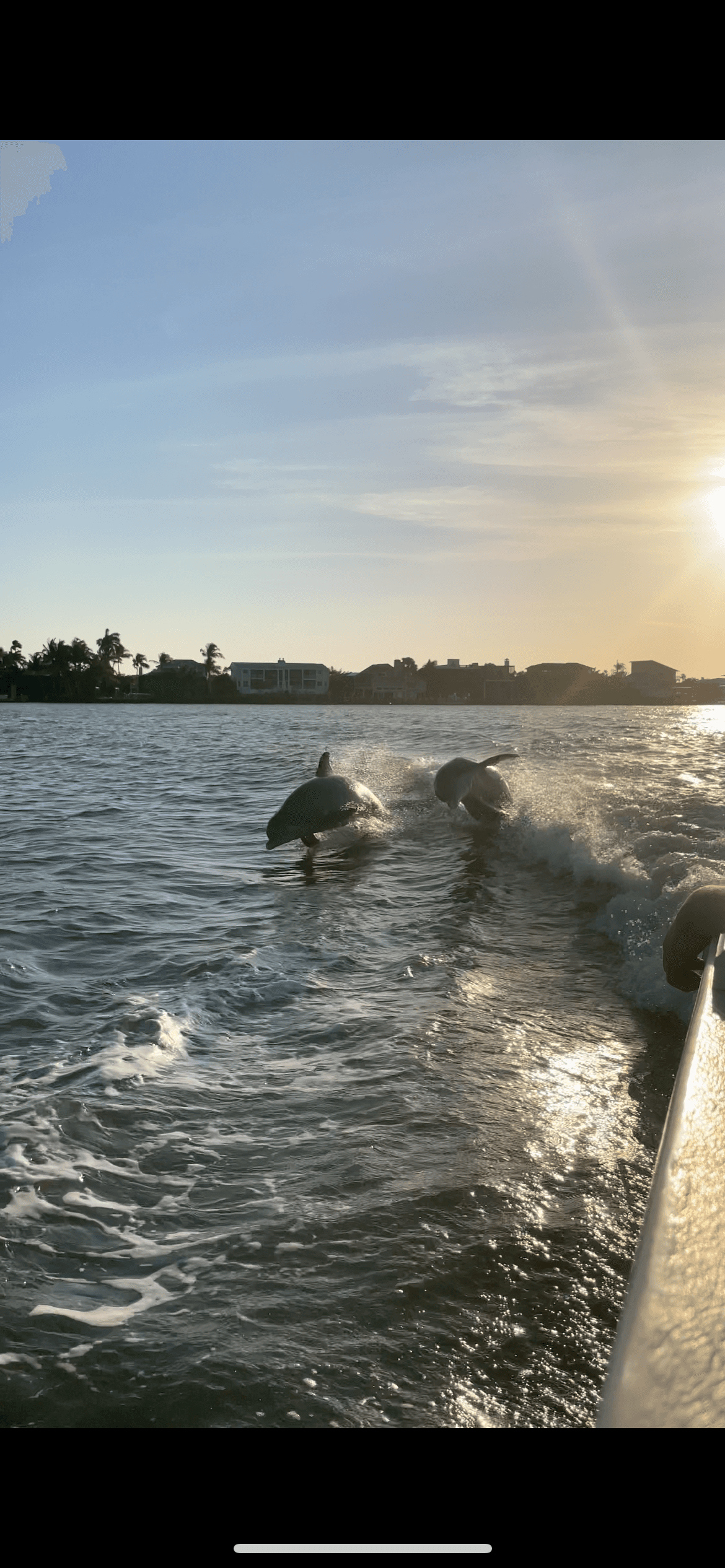 2 hr Private Dolphin & Wildlife Boat Tour in Fort Myers Beach