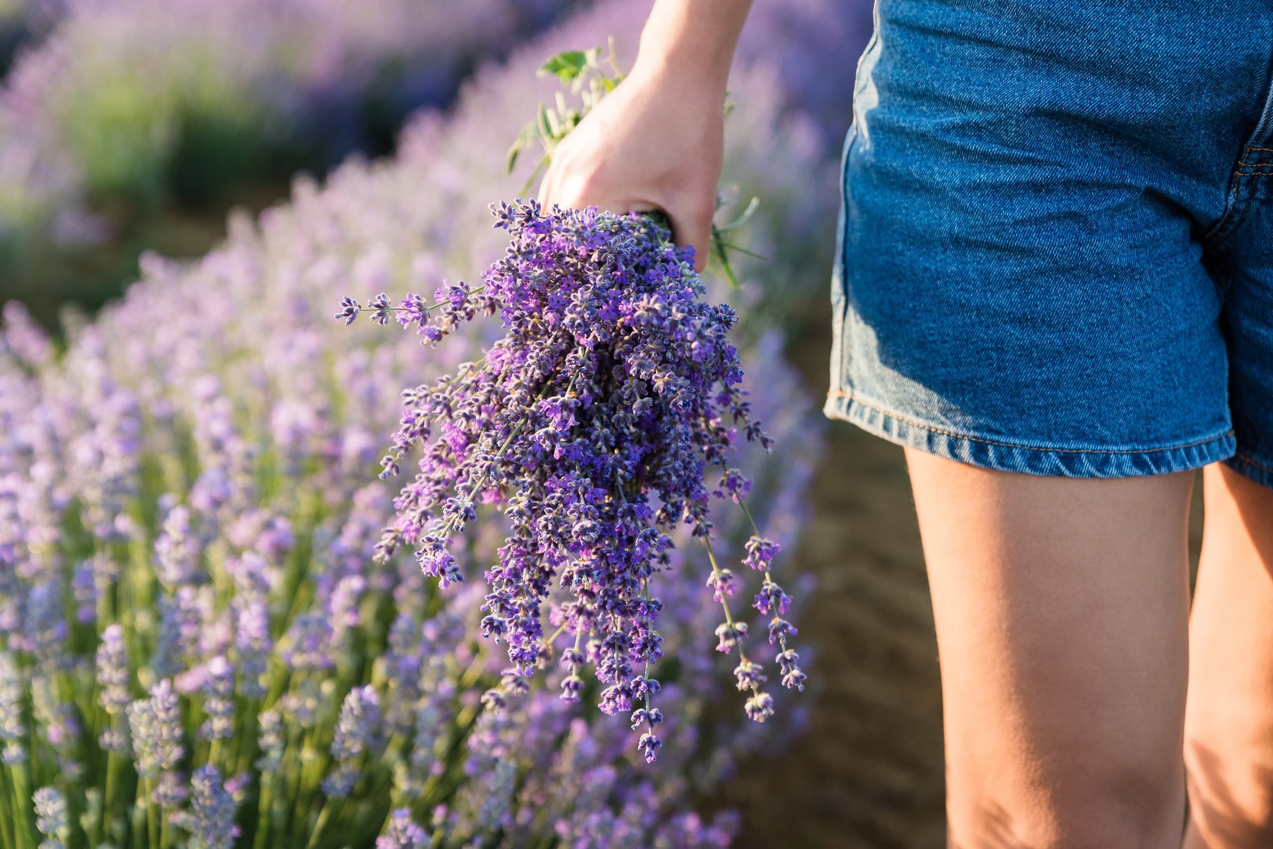 Growing & Harvesting 101 at Lavender Hill Farm in Michigan