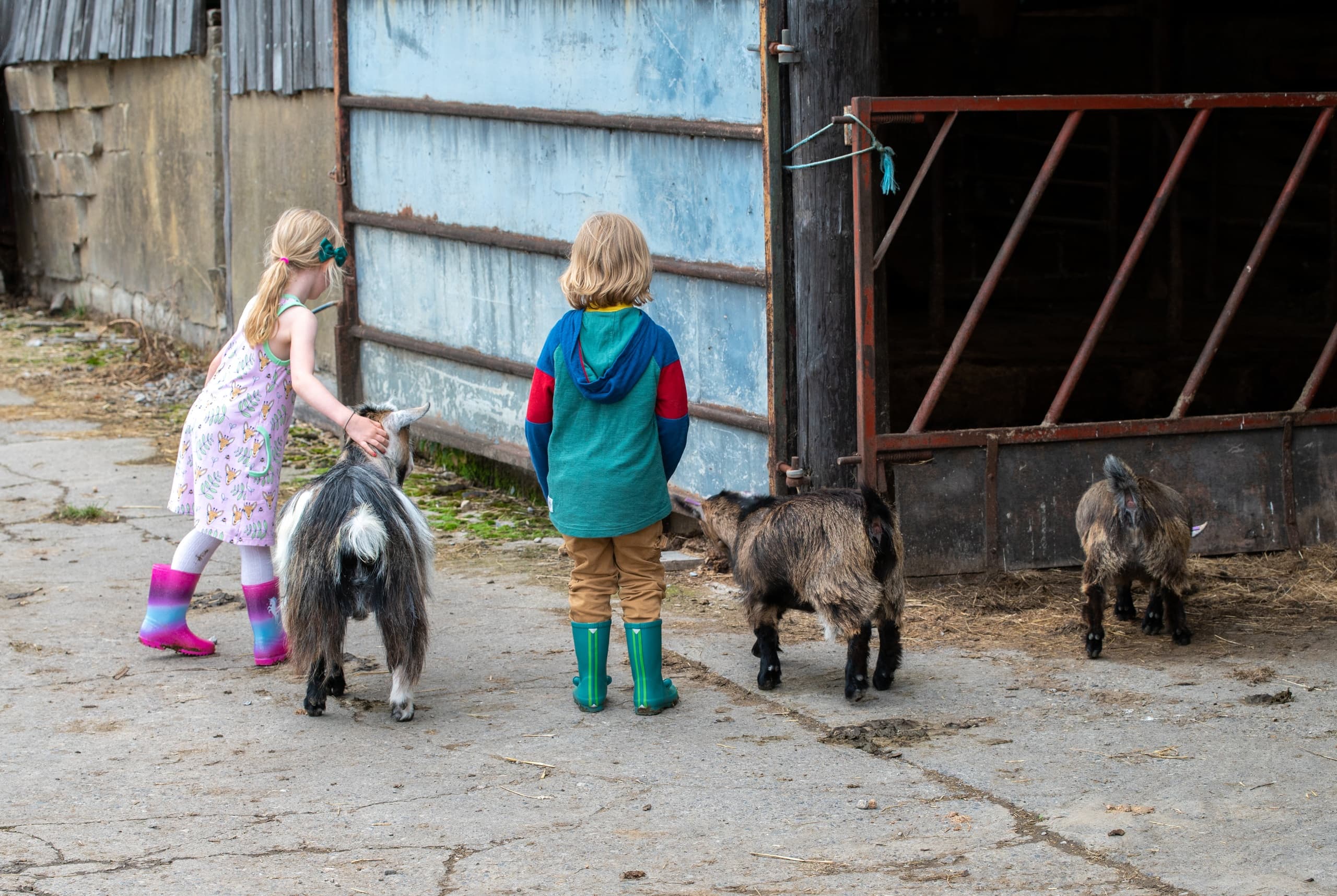 Farm Tour at The Wensleydale Experience, Swinithwaite