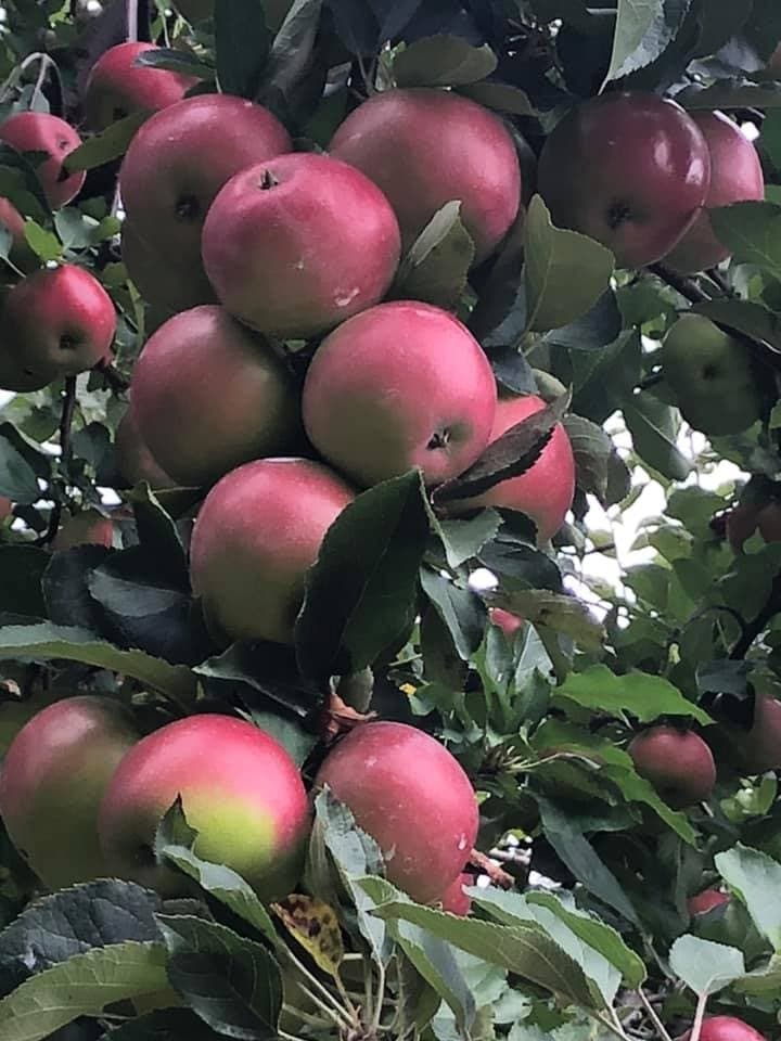 Fall Foliage & Apple Picking with WK&S Railroad in Berks County