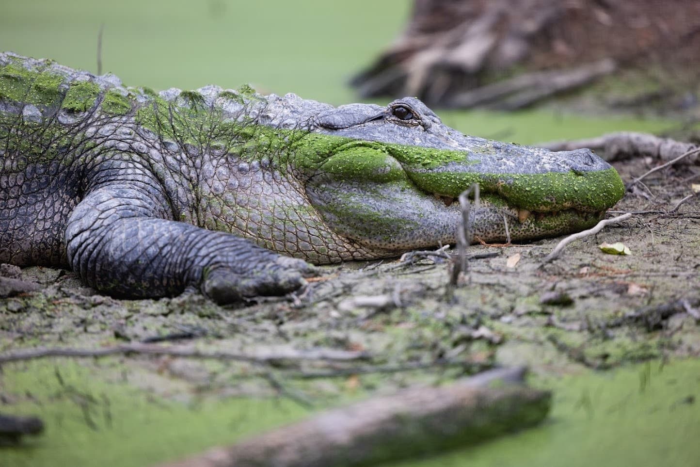 Canton Grand Safari: Hands-On Encounters with 140-Plus Exotic Animals in Grand Saline