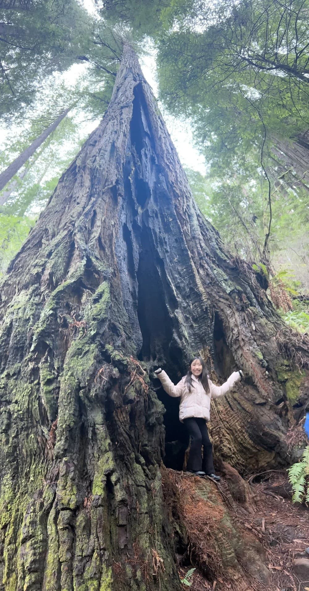 Redwoods Revealed: Step-On Naturalist Guide Service in Redwood National Park