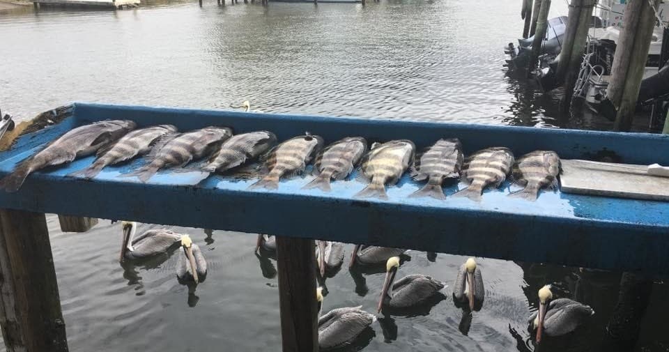 Inshore fish catch lined on dock with pelicans at coastal pier