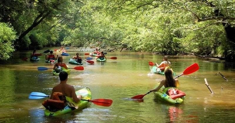 Kayak tour winding through shaded forest creek, group paddling
