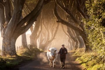 Farmer leading cow down tree-lined avenue in rural Ireland
